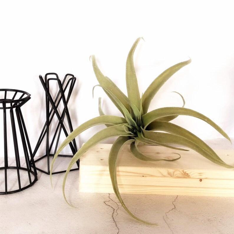 1 pcs Artificial Xerographica Faux Tillandsia Fake Air