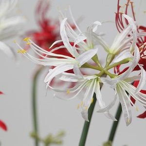 May include: Close-up of white and red spider lily flowers. The white flowers have long, thin petals and yellow centers. The red flowers have long, thin petals and are curled at the ends.