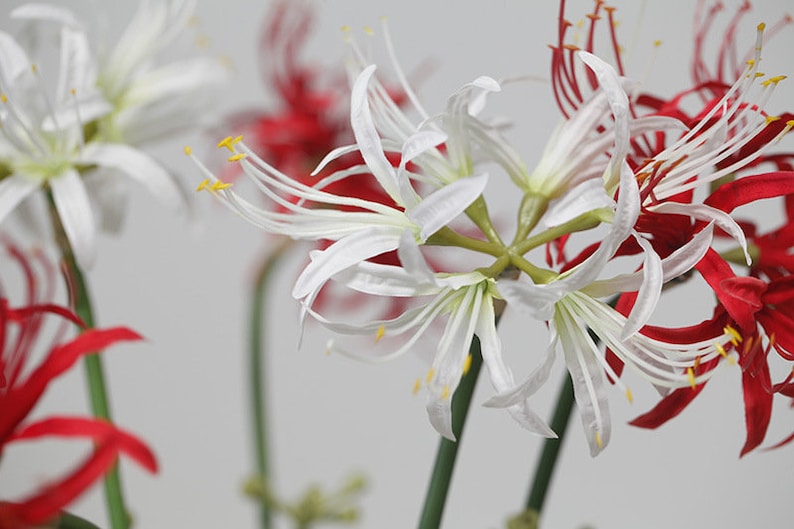 May include: Close-up of white and red spider lily flowers. The white flowers have long, thin petals and yellow centers. The red flowers have long, thin petals and are curled at the ends.
