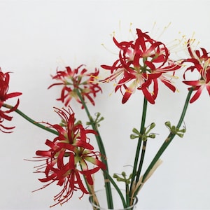 May include: A bouquet of red spider lily flowers with white tips on the petals, arranged in a clear glass vase.