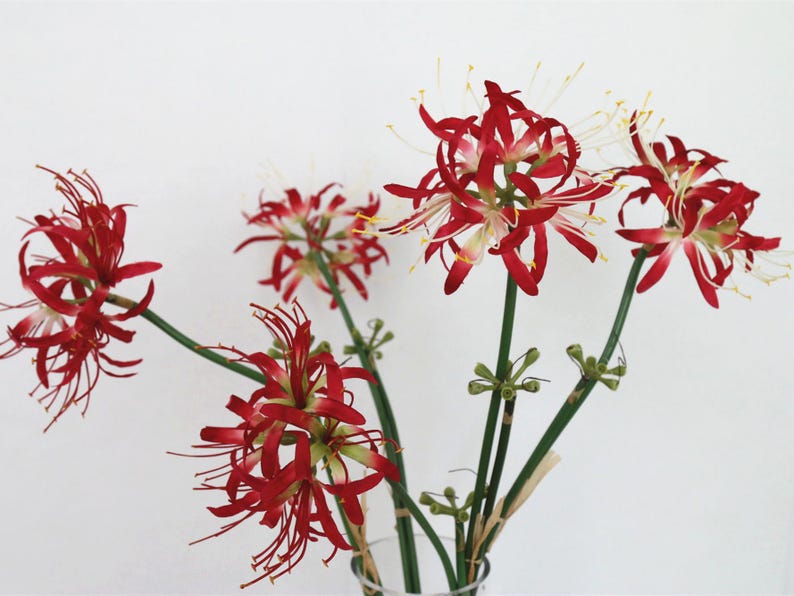 May include: A bouquet of red spider lily flowers with white tips on the petals, arranged in a clear glass vase.