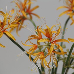 May include: A bouquet of yellow and orange spider lily flowers with white stamens. The flowers are arranged in a vase and are in full bloom.