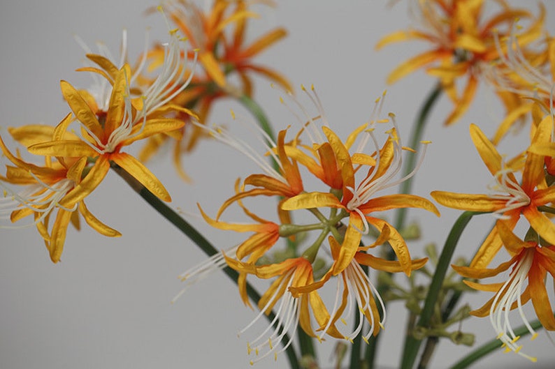 May include: A bouquet of yellow and orange spider lily flowers with white stamens. The flowers are arranged in a vase and are in full bloom.