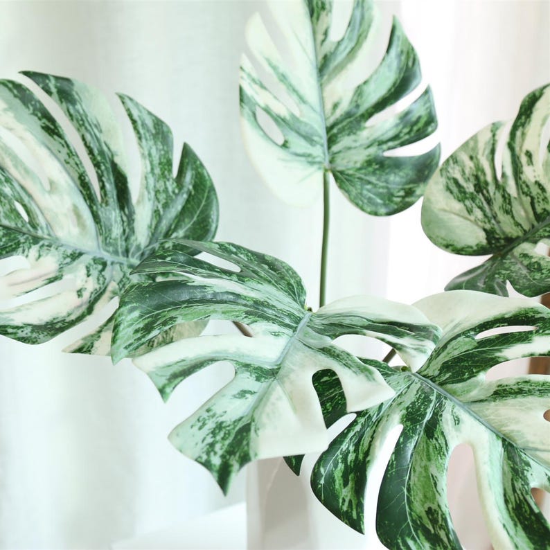 Op de afbeelding: Een close-up van een bont monstera-plant met grote, groene en witte bladeren. De bladeren hebben een marmerpatroon en zijn waaiervormig gerangschikt.