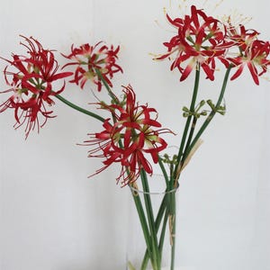May include: A bouquet of red spider lily flowers in a clear glass vase. The flowers have long, thin petals and are arranged in a cluster.