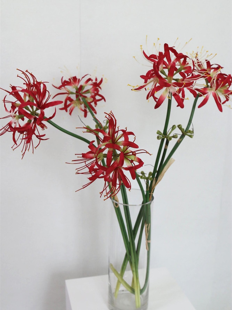 May include: A bouquet of red spider lily flowers in a clear glass vase. The flowers have long, thin petals and are arranged in a cluster.