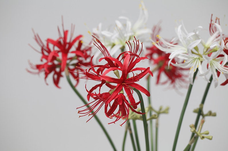 May include: A bouquet of red and white spider lily flowers with long, thin petals. The flowers are arranged in a vase and are in full bloom.