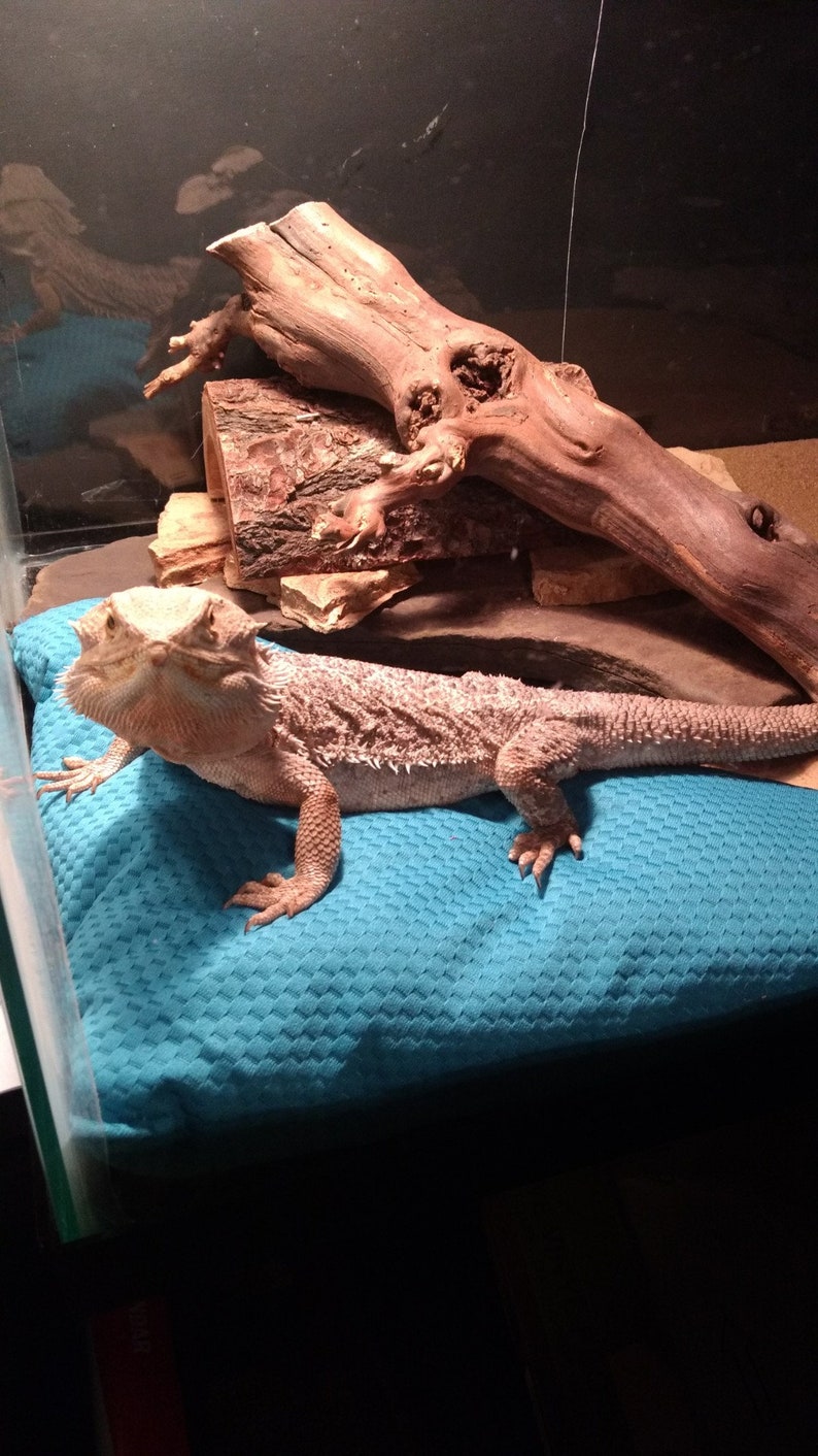 Corner Bed Pillow For Bearded Dragon Etsy
