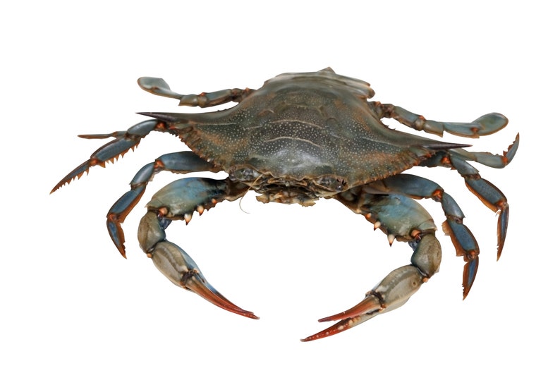 5.75 tall x 9.75 wide Wall Decal Blue Crab 2