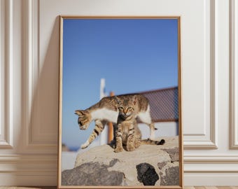 Santorini Greece Cats Digital Photography Print | Mediterranean Coastal Wall Art | Greek Island Travel Poster