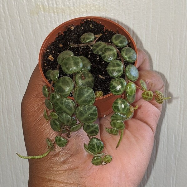 2" pot of peperomia prostrata / string of turtles live plant