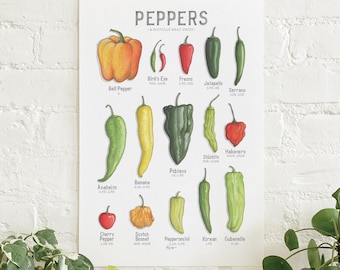 Chile Peppers (Legacy 2020): Poster / Food / Vegetables / Fruit / Illustrations / Art Print / Home Decor / Jalapeno / Poblano / Habanero