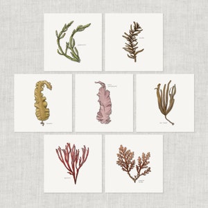 Algas marinhas (2 de 3): Cartão de nota / Cartão de agradecimento / Cartão de mensagem / Cartão de aniversário / Ilustração em aquarela / Vegetais marinhos / Algas marinhas / Dulse