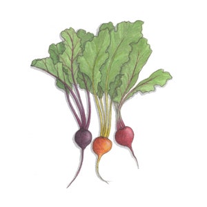 Beets: Gift Tags / Party Favors / Birthdays / Vegetable / Vegetables / Beet / Beetroot / Chioggia / Baby / Red / Golden / Boldor / White image 4