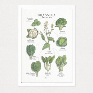 Brassica Oleracea / Poster / Wild Mustard Family / Poster / Food / Vegetables / Illustrations / Art Print / Home Decor image 2