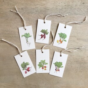Beets: Gift Tags / Party Favors / Birthdays / Vegetable / Vegetables / Beet / Beetroot / Chioggia / Baby / Red / Golden / Boldor / White image 2