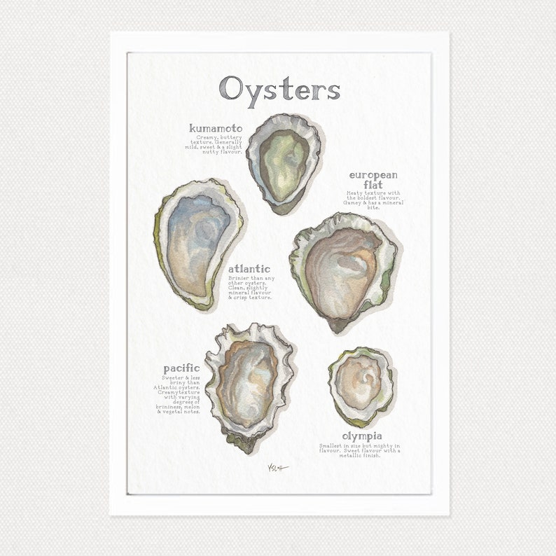 Oysters / Poster / Seafood / Food / Food & Cooking / Illustrations / Art Print / Home Decor image 2