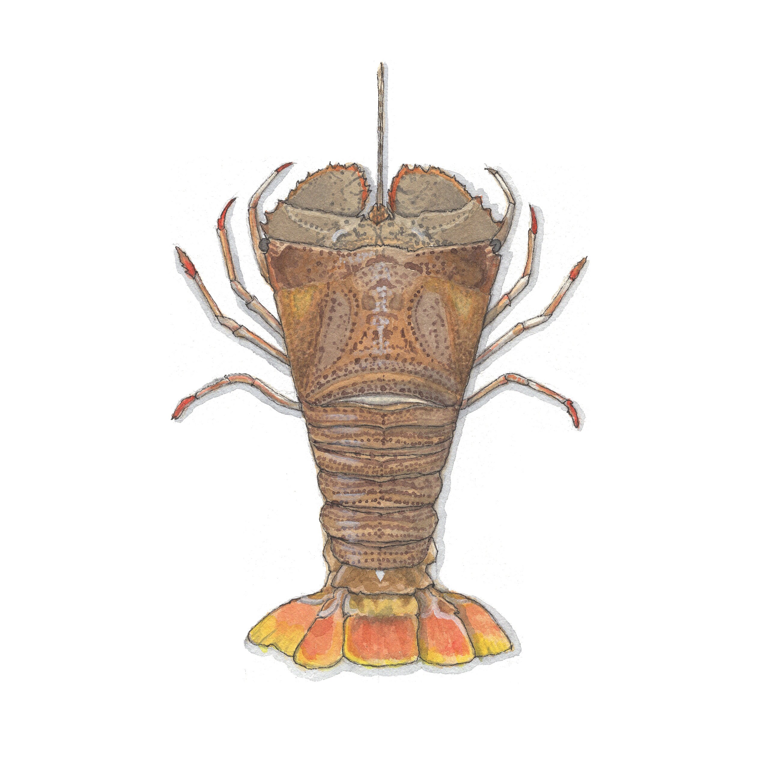 Slipper lobster shop lobsters