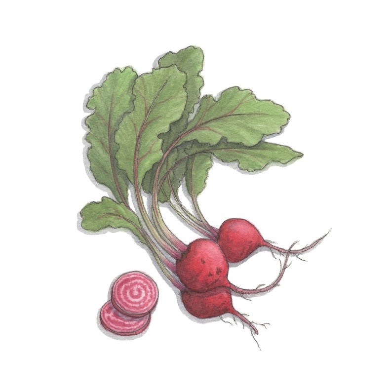 Beets: Gift Tags / Party Favors / Birthdays / Vegetable / Vegetables / Beet / Beetroot / Chioggia / Baby / Red / Golden / Boldor / White image 7