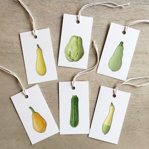Summer Squash 2 of 2: Gift Tags / Birthday / Anniversary / Party Favors / Vegetables / Zucchini / Chayote / Yellow / Cousa / Zephyr