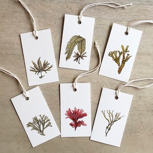 Algas 01: Etiquetas de regalo / Cumpleaños / Aniversario / Favores de fiesta / Verduras marinas / Arame / Bladderwrack / Dulse / Egg Wrack / Badderlocks