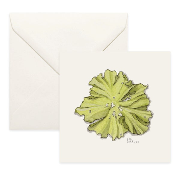 Seaweed: Sea Lettuce / Notecard / Thank You Card / Message Card / Birthday Card / Watercolor Illustration / Sea Vegetables / Laver / Ulva