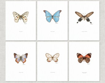 Butterflies & Moths: 1 of 5 / 8.5 x 11 Art Prints / Watercolor Illustration / Art Print / Home Decor / Butterfly / Moth / Apollo / Morpho