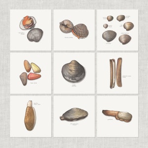 Tweekleppigen (1 van 2): zachte schelpdieren / Notitiekaart / Bedankkaart / Berichtkaart / Illustratie / Schelpdieren / Zeevruchten / Culinair / Mosselen