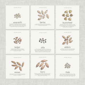 Granos antiguos (1 de 2): Tarjeta de notas / Tarjeta de agradecimiento / Tarjeta de mensaje / Ilustración de alimentos / Granos / Cereales / Cocina / Horneado / Culinario / Chía