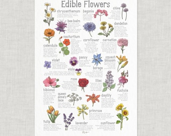 Edible Flowers: Poster / Food / Illustrations / Art Print / Home Decor / Flower / Pansy / Violet / Nasturtium / Rose / Squash Blossoms