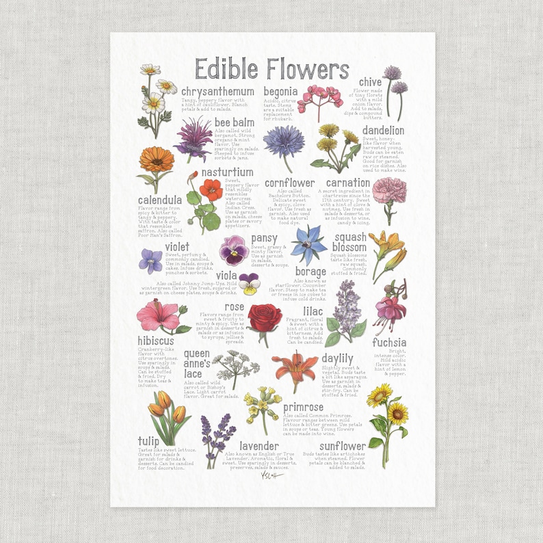 Edible Flowers: Poster / Food / Illustrations / Art Print / Home Decor / Flower / Pansy / Violet / Nasturtium / Rose / Squash Blossoms image 1