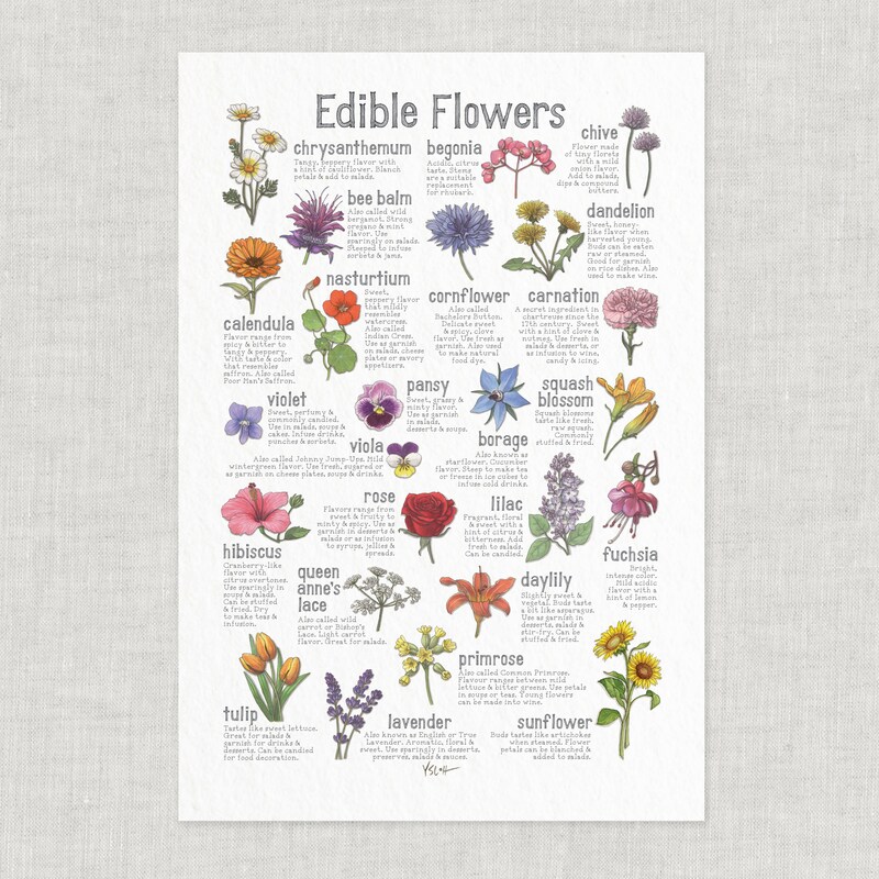Flower Poster - Etsy Australia