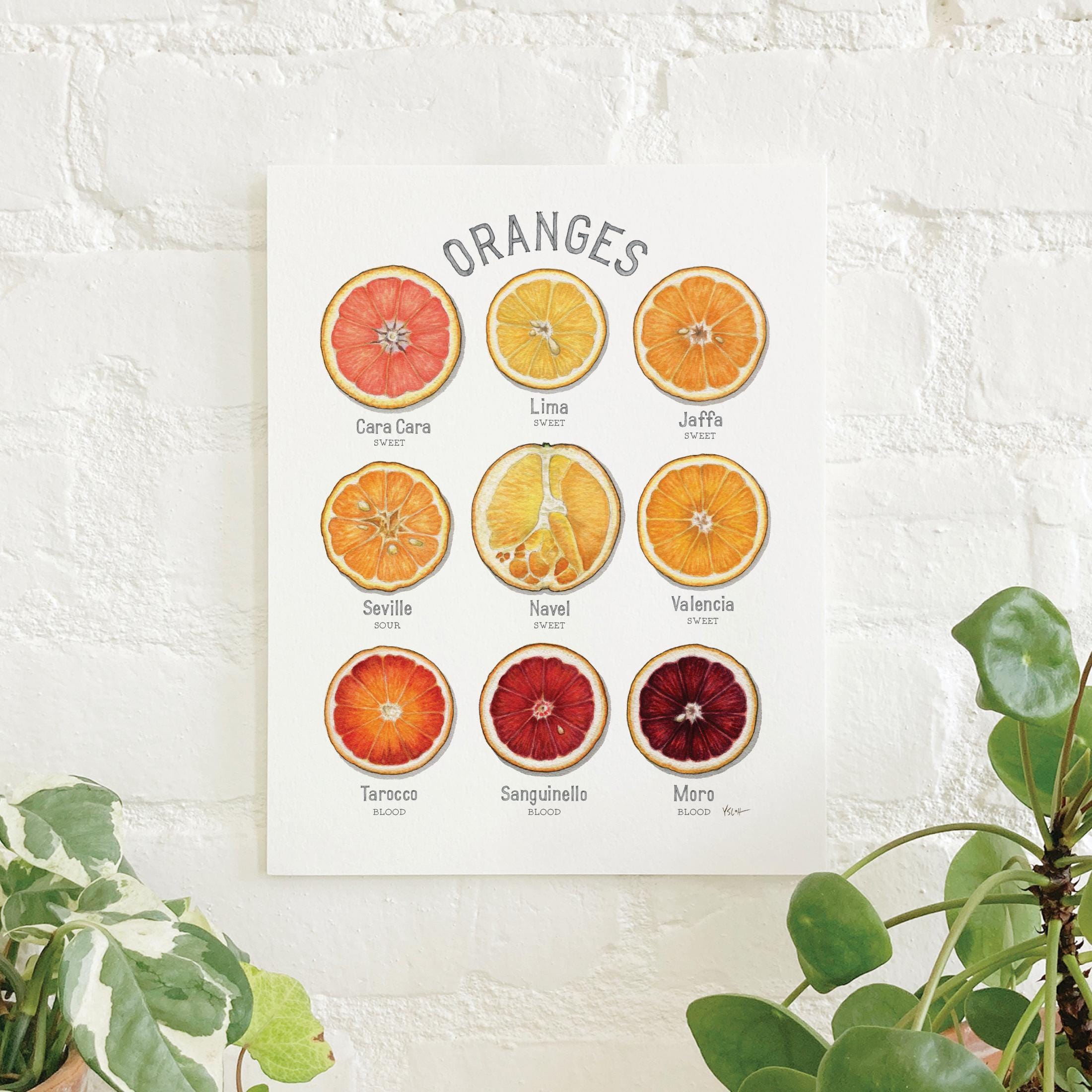 Oranges: 8.5x11 Art Print - Etsy
