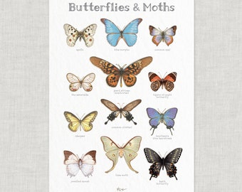 Butterflies & Moths 01 / Poster / Illustrations / Art Print / Home Decor / Insects / Butterfly / Moth / Nature