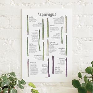 Asparagus: Poster / Food / Illustrations / Art Print / Home Decor / Vegetables / Green / Purple / White / Jersey / Wild
