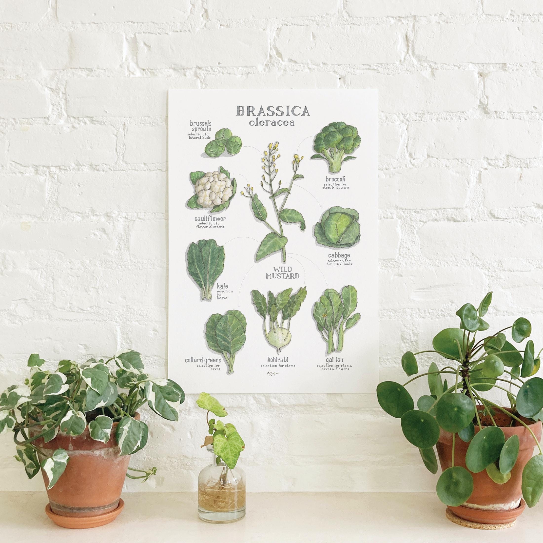 Brassica Oleracea: Poster / Wild Mustard - Etsy