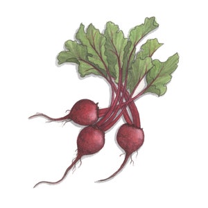 Beets: Gift Tags / Party Favors / Birthdays / Vegetable / Vegetables / Beet / Beetroot / Chioggia / Baby / Red / Golden / Boldor / White image 5