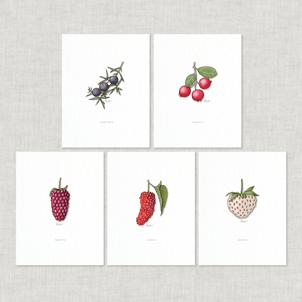 Berries 3 of 4: 8.5 x 11 Art Print / Watercolor Illustration / Home Decor / Fruits / Culinary / Nature / Fruit / Berry / Mulberry / Lingon