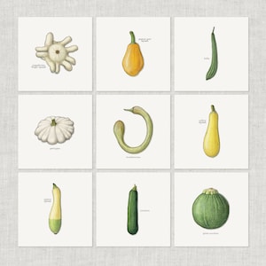 夏カボチャ（1/2）：ノートカード / サンキューカード / メッセージカード / バースデーカード / 水彩イラスト / 野菜 / 料理 / 食べ物