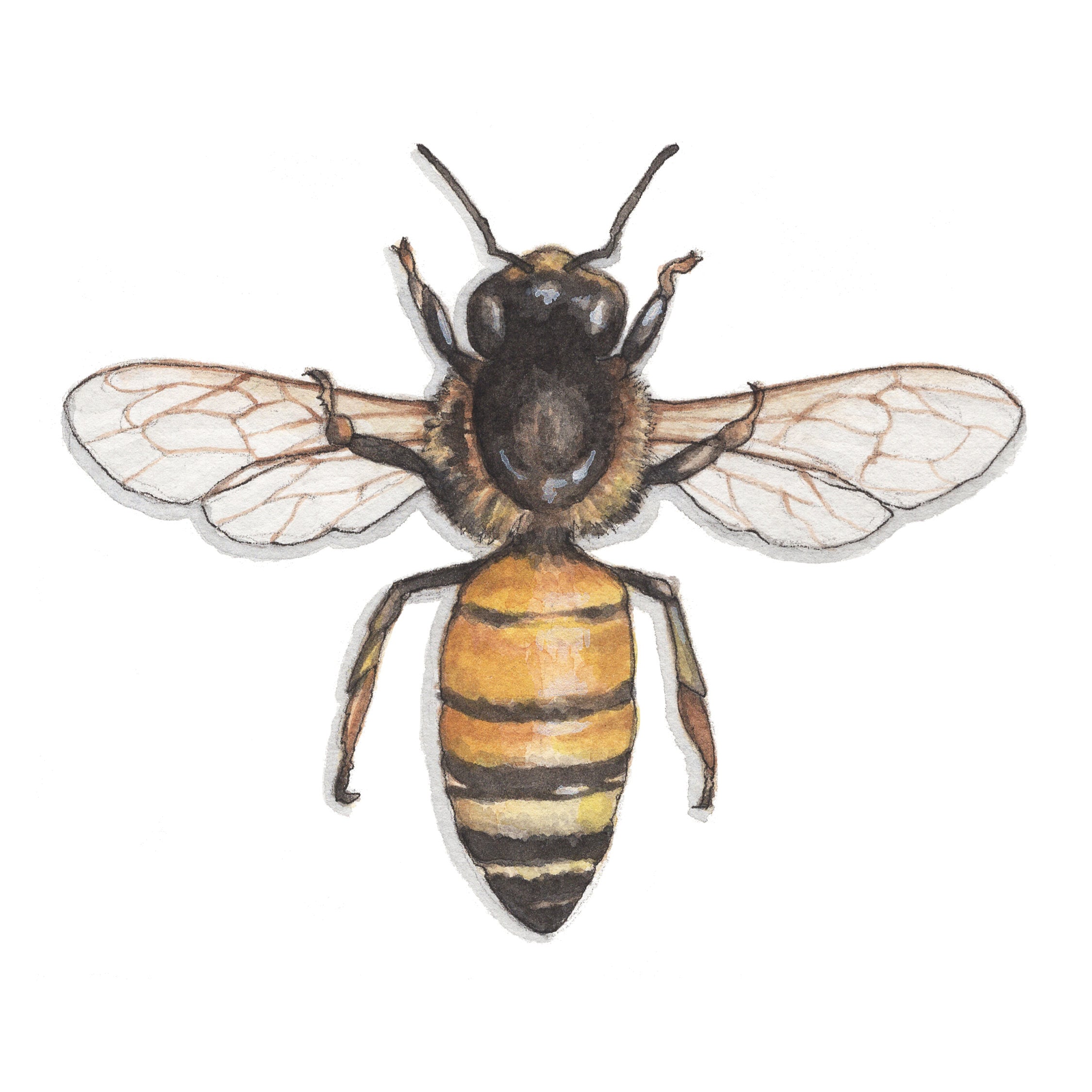 Vetor de Honey Bee Drawing Engraving Illustration do Stock | Adobe Stock-saigonsouth.com.vn