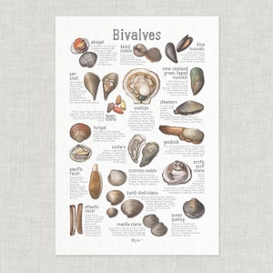 Bivalves: Poster / Food / Illustrations / Art Print / Home Decor / Seafood / Shellfish / Clams / Scallops / Mussels / Cockles / Ark Shell