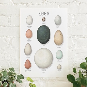 Eggs: Types / Poster / Food / Poultry / Illustrations / Art Print / Home Decor / Araucana / Brown / White / Ostrich / Emu / Duck / Goose