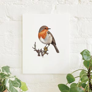 Robin: 8.5x11 Art Print / Watercolor Illustration / Art Print / Home Decor / Bird / Birds / Animal / Nature