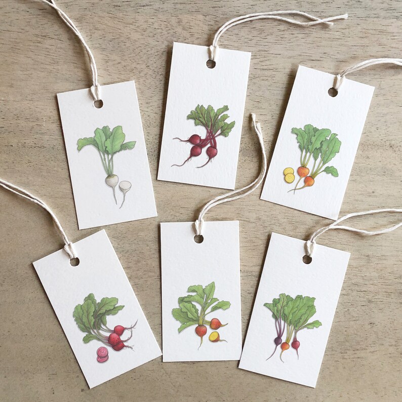 Beets: Gift Tags / Party Favors / Birthdays / Vegetable / Vegetables / Beet / Beetroot / Chioggia / Baby / Red / Golden / Boldor / White image 1