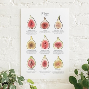 Figs: Poster / Food / Fruit / Illustrations / Art Print / Home Decor / Fig / Black Mission / Brown Turkey / Calimyrna / Celeste / Hunt