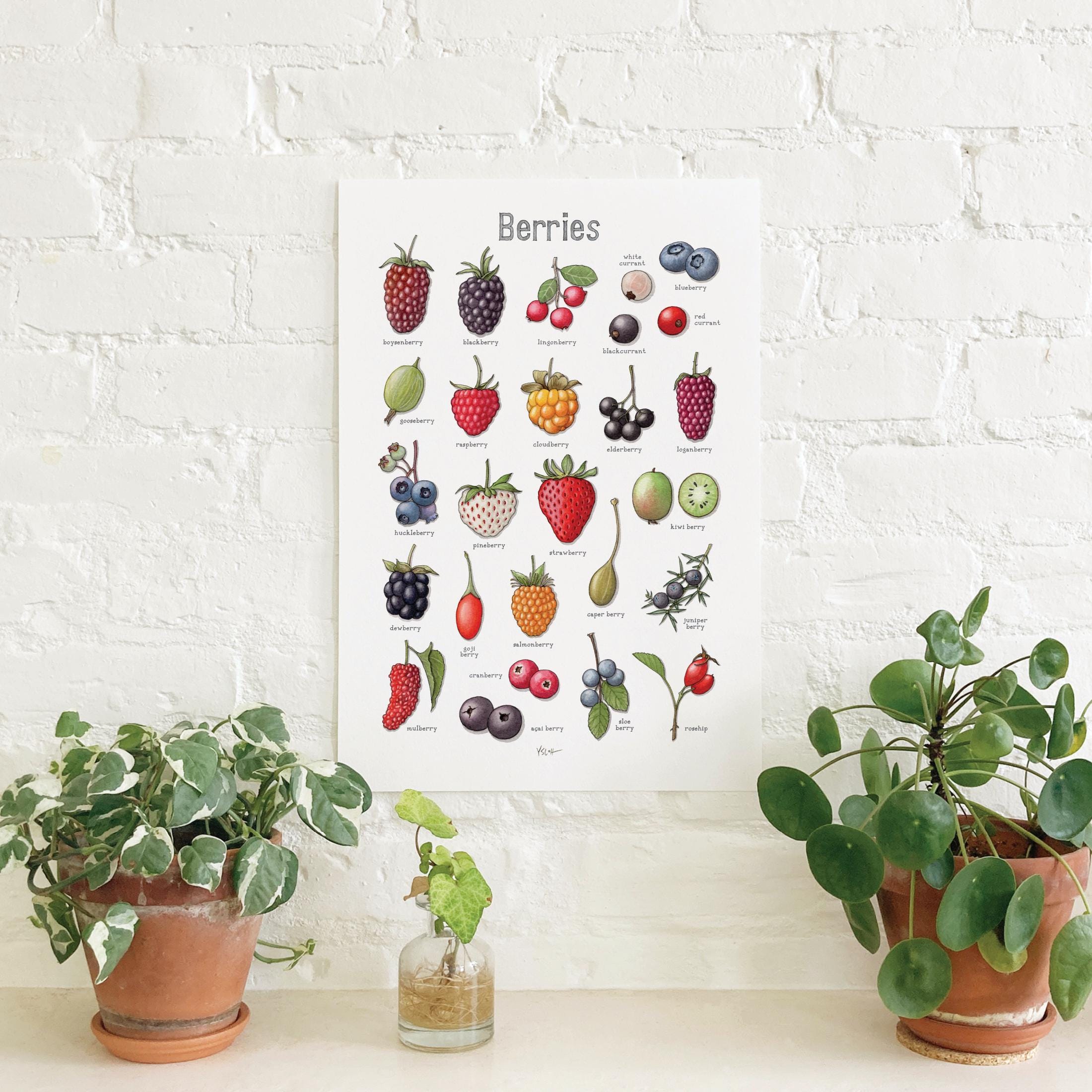 Berries: Poster / Food / Fruit / Illustrations / Art Print / Home