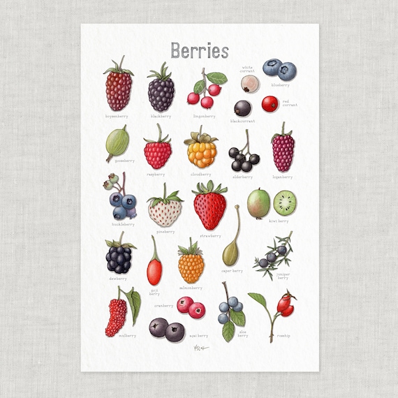 Berries: Poster / Food / Fruit / Illustrations / Art Print / Home