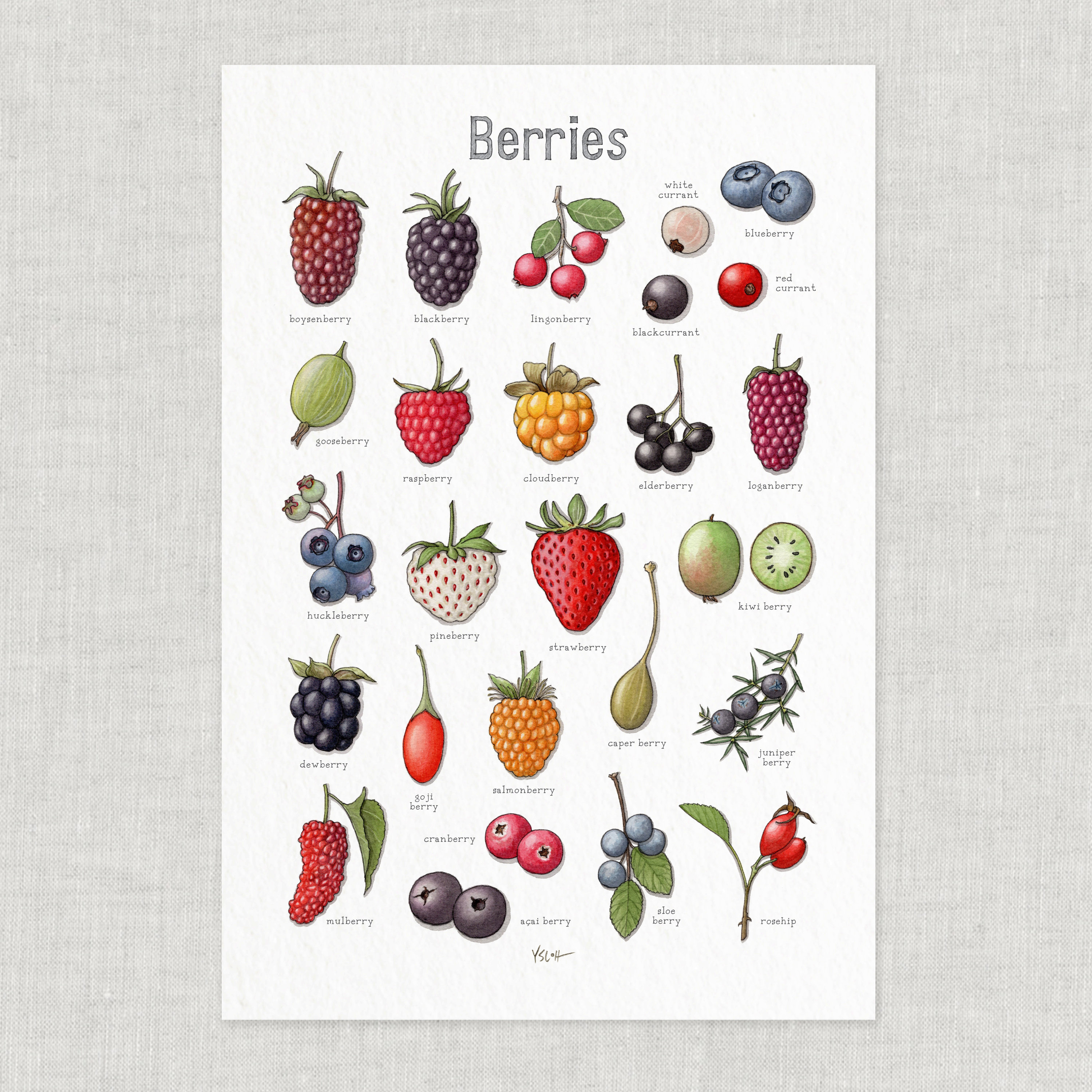 Berries: Poster / Food / Fruit / Illustrations / Art Print / Home