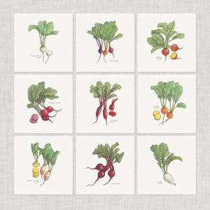 ビーツ：ノートカード / サンキューカード / メッセージカード / 愛 / 食べ物のイラスト / 野菜 / ビートルート / ビート / 赤 / ゴールデン / ベビー / キオッジャ