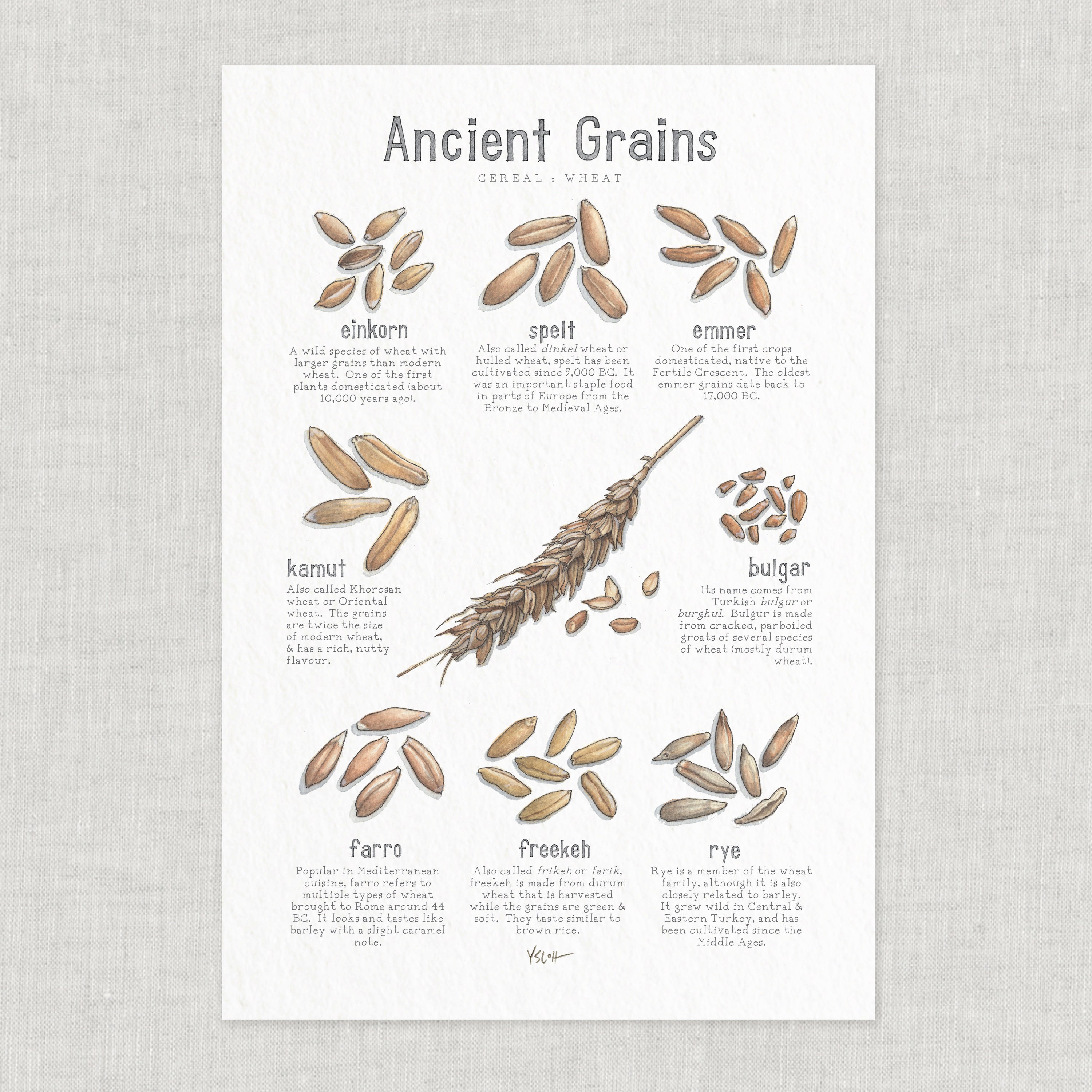 Ancient Grains Wheat Cereal w Info / Poster / Food Etsy